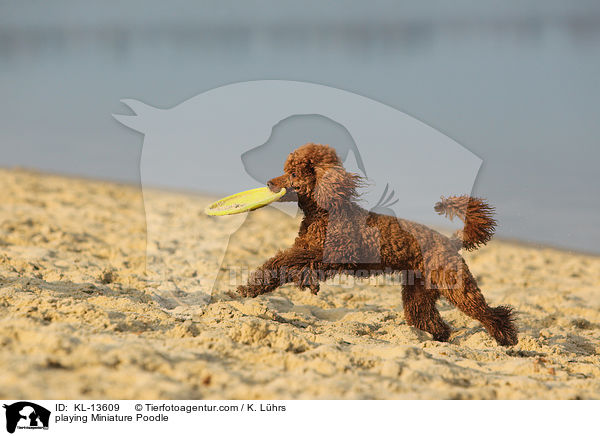 playing Miniature Poodle / KL-13609