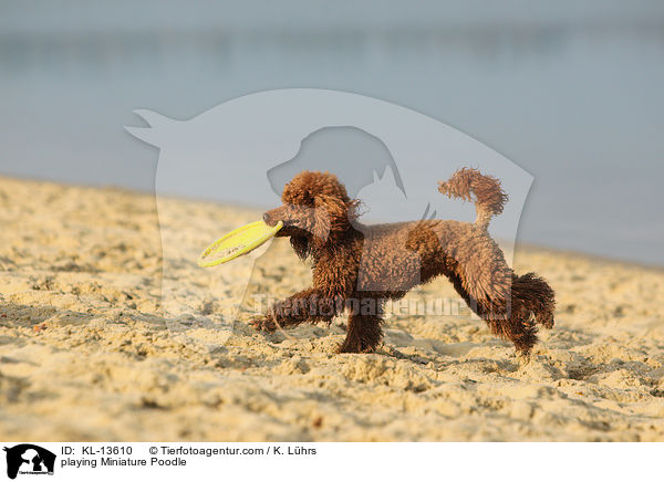 playing Miniature Poodle / KL-13610