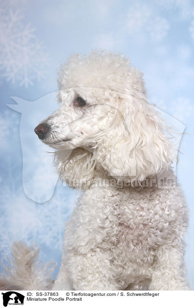 Miniature Poodle Portrait / SS-37863