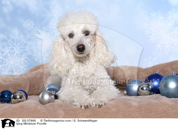 liegender Zwergpudel / lying Miniature Poodle / SS-37866