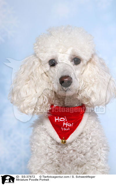 Miniature Poodle Portrait / SS-37872