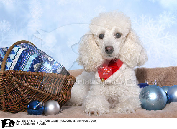 lying Miniature Poodle / SS-37875