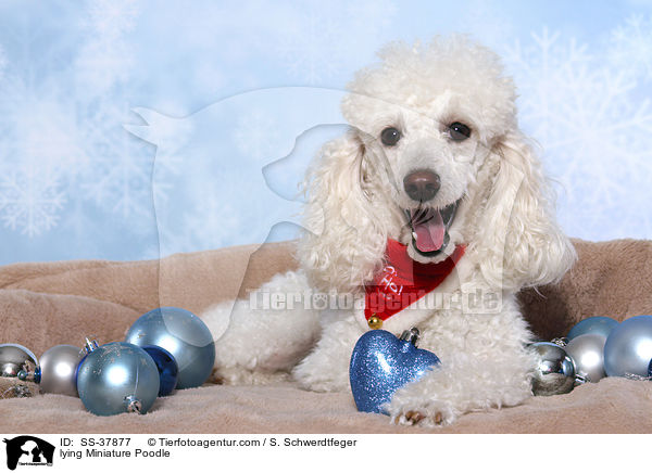 lying Miniature Poodle / SS-37877