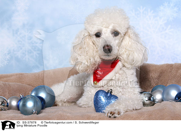 lying Miniature Poodle / SS-37878