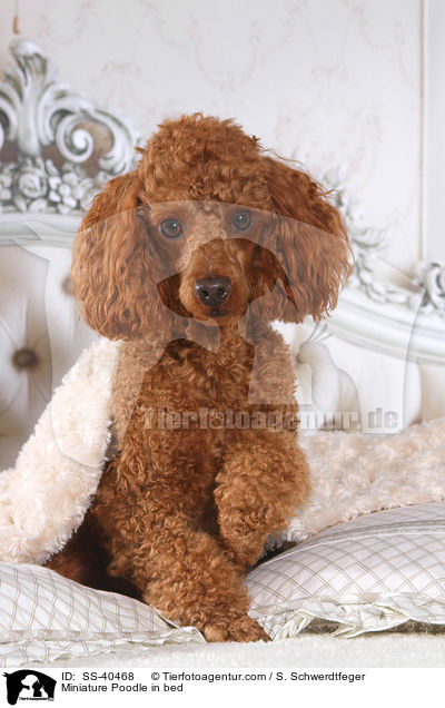 Miniature Poodle in bed / SS-40468