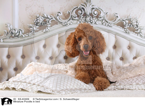 Miniature Poodle in bed / SS-40469