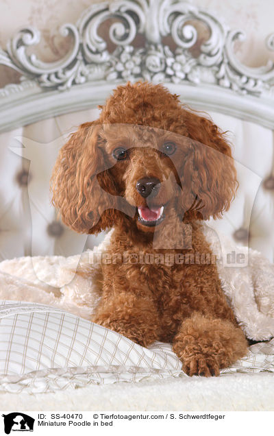 Miniature Poodle in bed / SS-40470