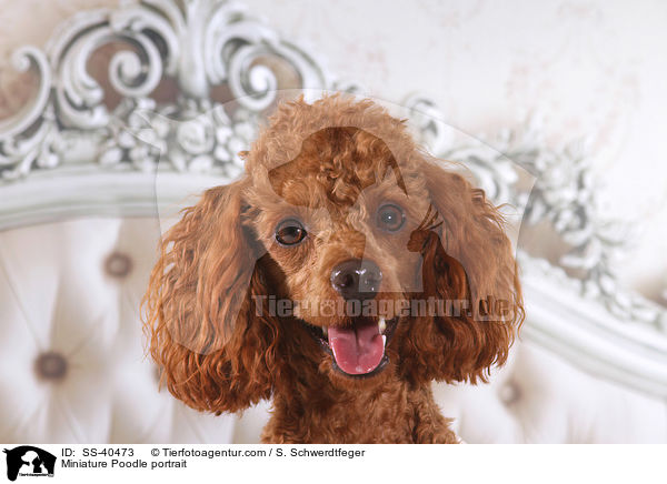 Miniature Poodle portrait / SS-40473