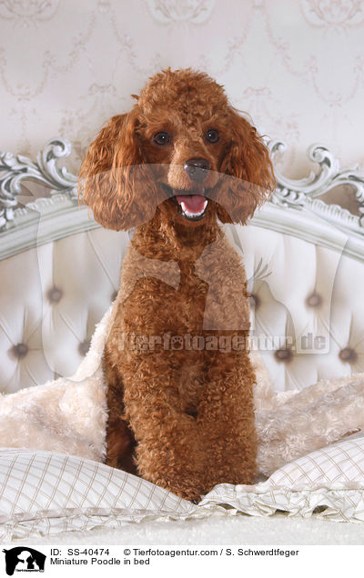 Miniature Poodle in bed / SS-40474