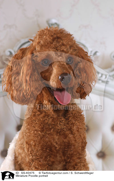 Miniature Poodle portrait / SS-40475