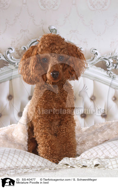 Miniature Poodle in bed / SS-40477