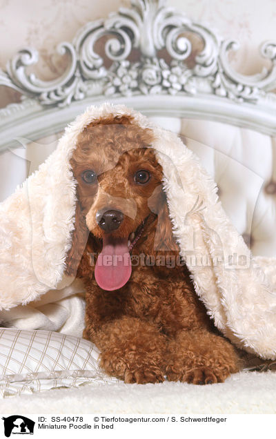 Miniature Poodle in bed / SS-40478