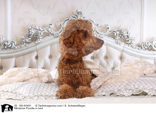 Miniature Poodle in bed / SS-40481