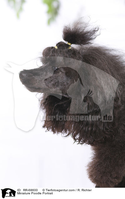 Miniature Poodle Portrait / RR-68600