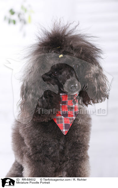Zwergpudel Portrait / Miniature Poodle Portrait / RR-68602