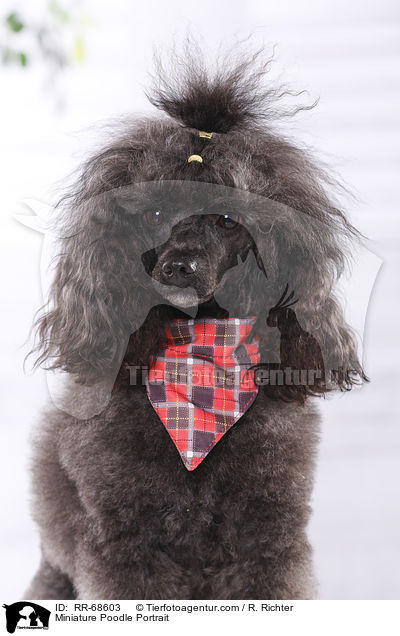 Miniature Poodle Portrait / RR-68603