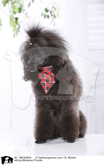 sitting Miniature Poodle / RR-68604