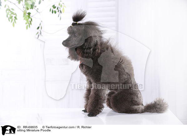 sitting Miniature Poodle / RR-68605