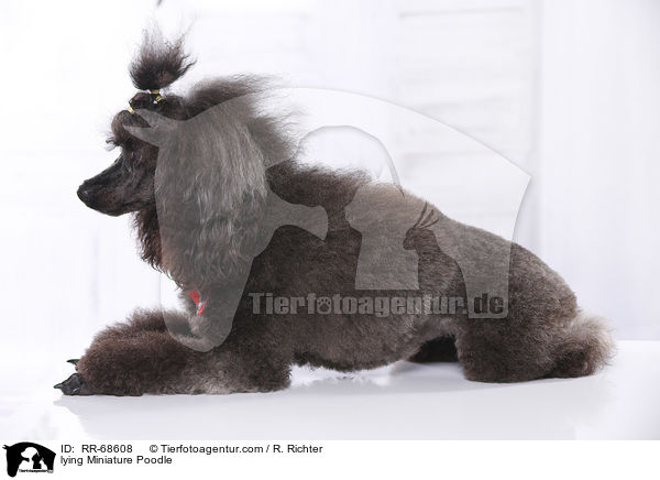 lying Miniature Poodle / RR-68608