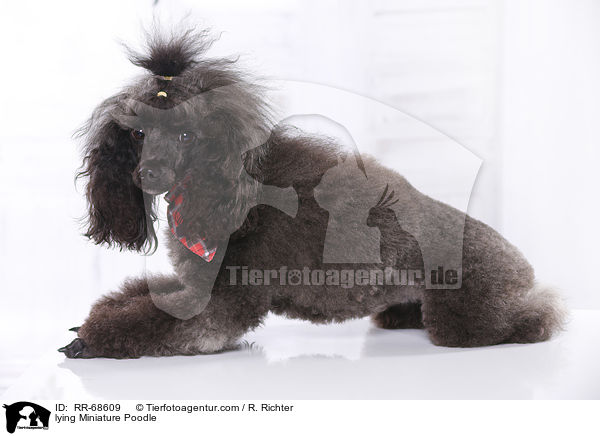 lying Miniature Poodle / RR-68609