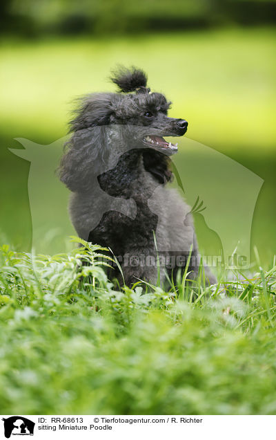 sitting Miniature Poodle / RR-68613