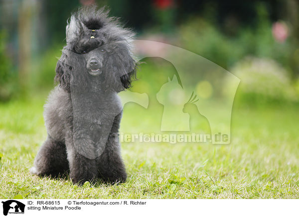 sitting Miniature Poodle / RR-68615