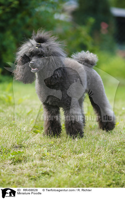 Miniature Poodle / RR-68628
