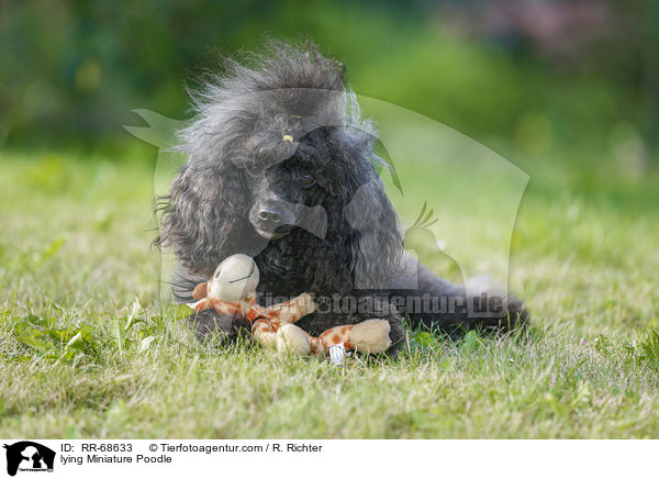 lying Miniature Poodle / RR-68633