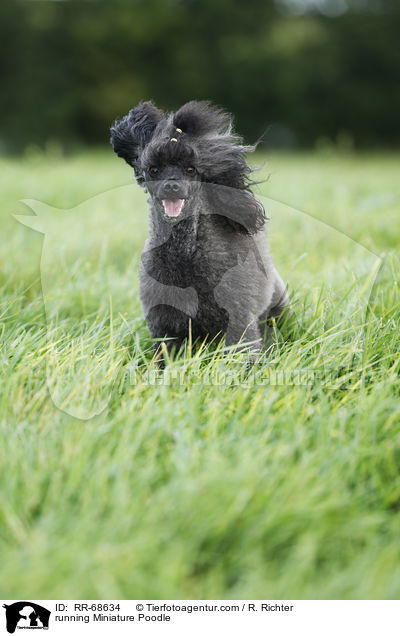 running Miniature Poodle / RR-68634