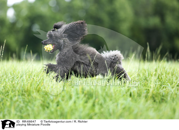 playing Miniature Poodle / RR-68647