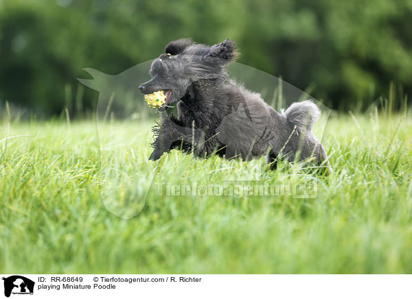 playing Miniature Poodle / RR-68649