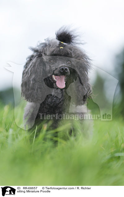sitting Miniature Poodle / RR-68657