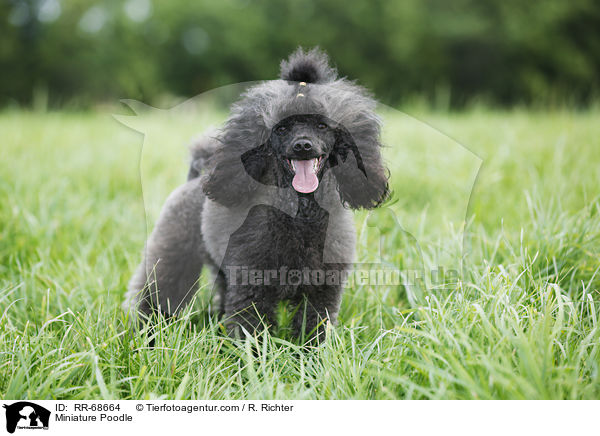 Miniature Poodle / RR-68664
