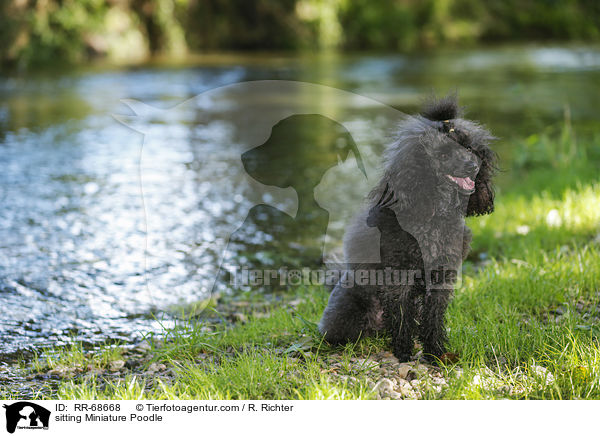 sitting Miniature Poodle / RR-68668