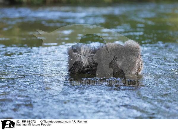 bathing Miniature Poodle / RR-68672