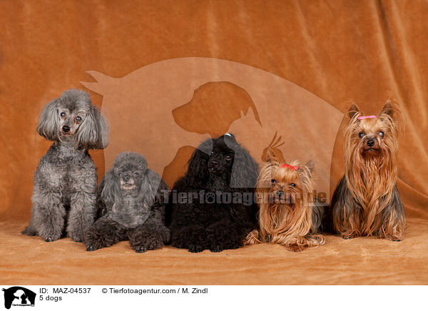 5 Hunde / 5 dogs / MAZ-04537