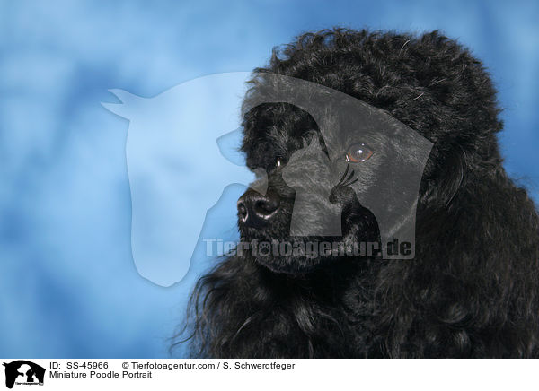 Miniature Poodle Portrait / SS-45966