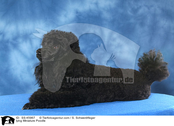 lying Miniature Poodle / SS-45967