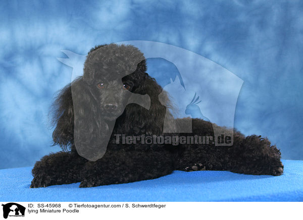 lying Miniature Poodle / SS-45968