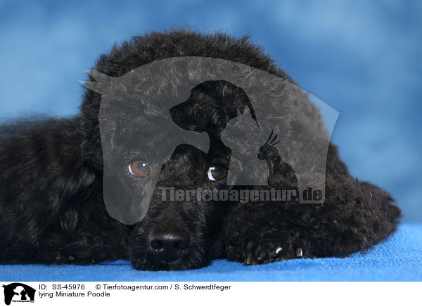 lying Miniature Poodle / SS-45976