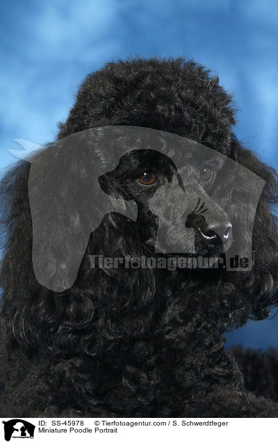 Miniature Poodle Portrait / SS-45978