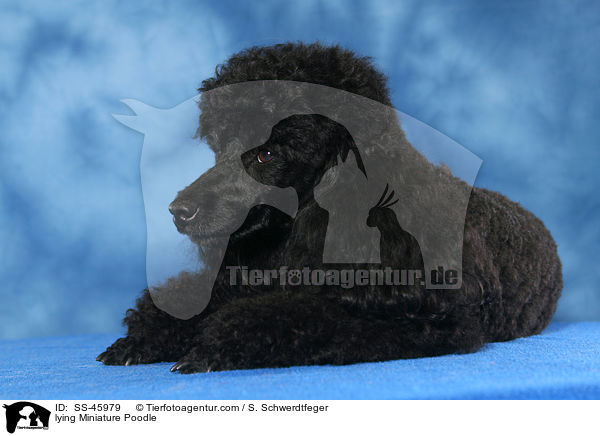 lying Miniature Poodle / SS-45979