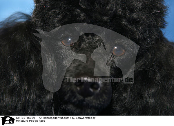 Miniature Poodle face / SS-45980