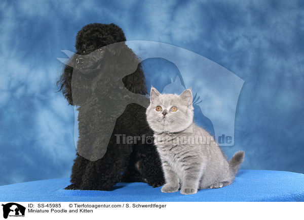Zwergpudel und Ktzchen / Miniature Poodle and Kitten / SS-45985