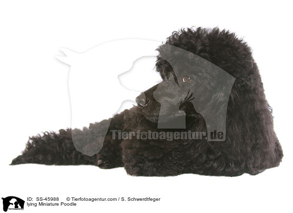 lying Miniature Poodle / SS-45988