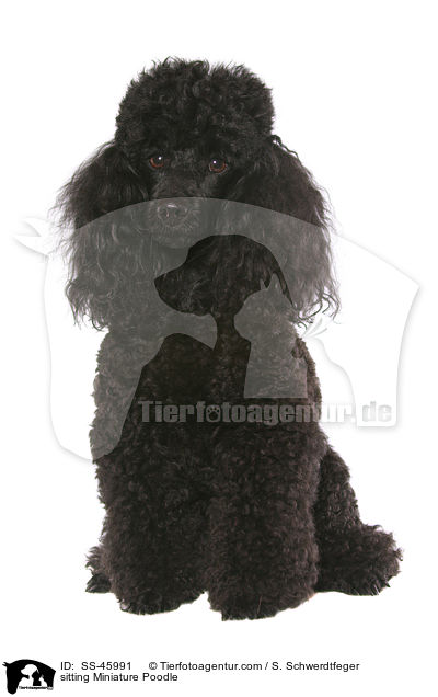 sitting Miniature Poodle / SS-45991