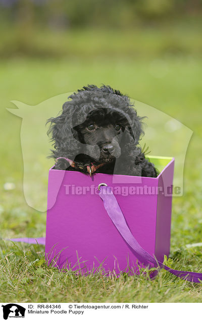 Miniature Poodle Puppy / RR-84346