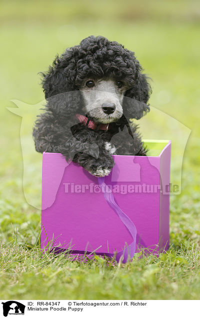 Zwergpudel Welpe / Miniature Poodle Puppy / RR-84347