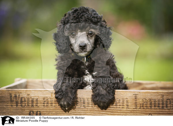 Zwergpudel Welpe / Miniature Poodle Puppy / RR-84355