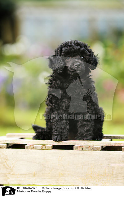 Miniature Poodle Puppy / RR-84370
